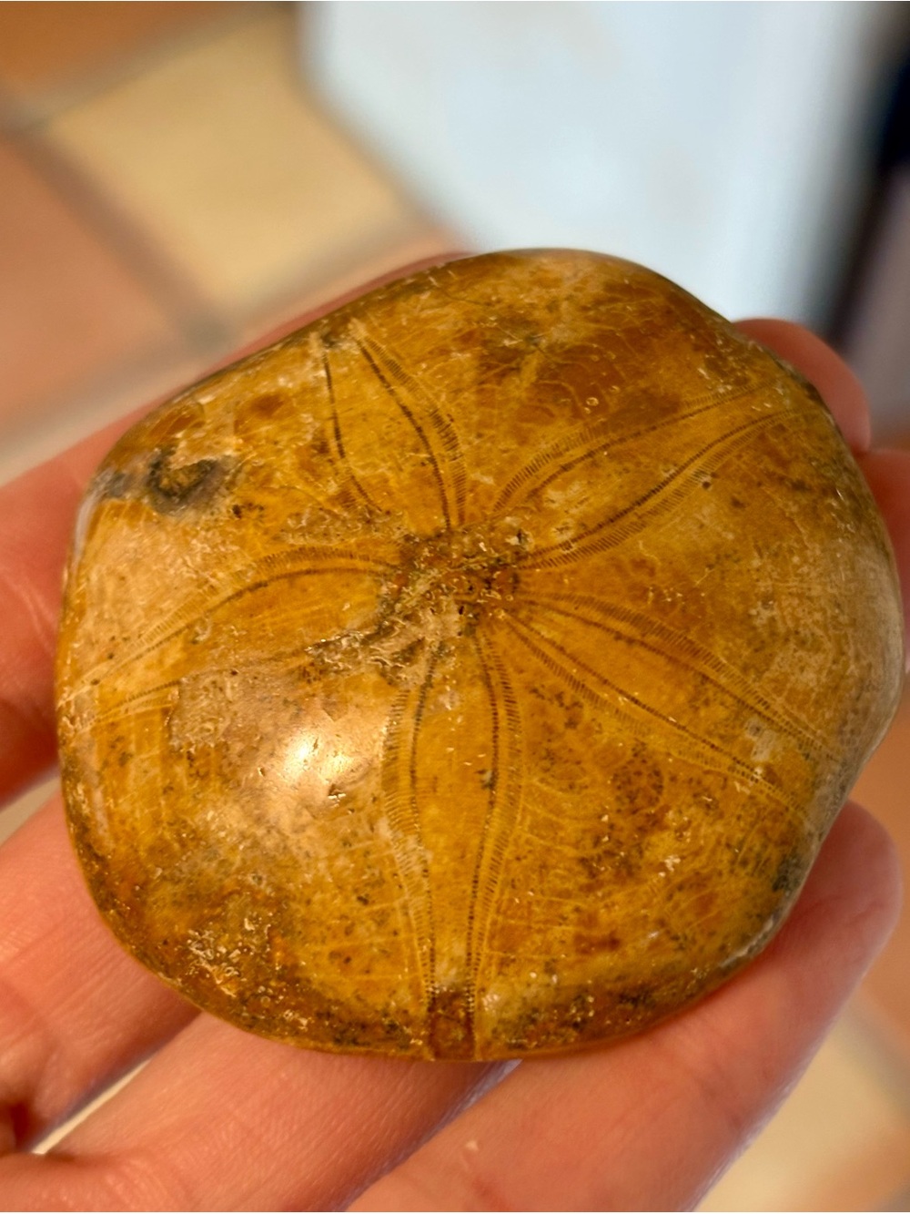 ⭐️ 450 million years old!!! Rare Sea Urchin Fossil from Madagascar